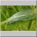 Chrysopa perla - Florfliege 03.jpg